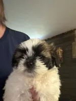 ziggy, a male Shih Tzu for sale in Kittanning, PA – 1 of 3