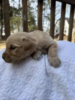 Sherlock , a male Golden Retriever for sale in Marshfield, WI – Photo 3 of 4