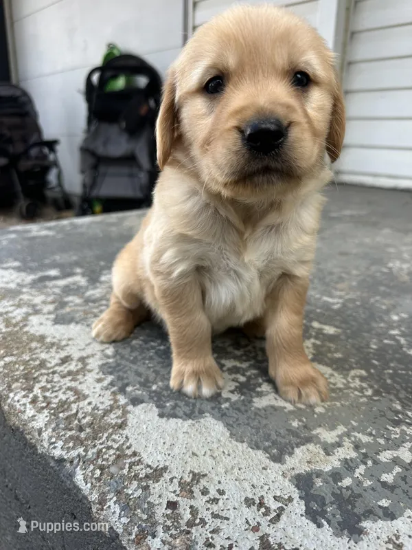 Sherlock  – Golden Retriever puppy for sale in Marshfield, WI