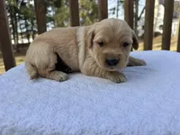Sherlock , a male Golden Retriever for sale in Marshfield, WI – Photo 2 of 4