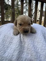 Sherlock , a male Golden Retriever for sale in Marshfield, WI – Photo 4 of 4