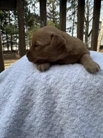 Austen , a female Golden Retriever for sale in Marshfield, WI – Photo 4 of 4