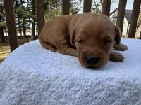 Austen , a female Golden Retriever for sale in Marshfield, WI – Photo 2 of 4
