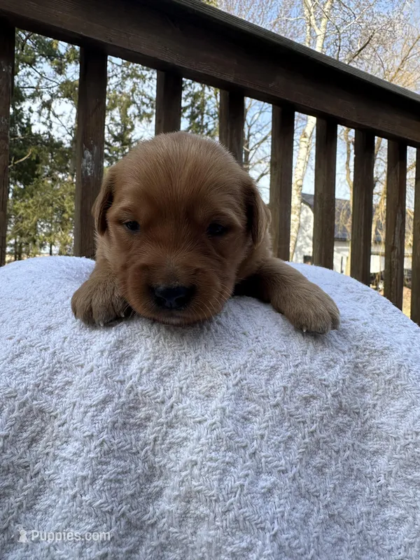 Austen  – Golden Retriever puppy for sale in Marshfield, WI