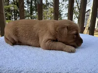 Austen , a female Golden Retriever for sale in Marshfield, WI – Photo 3 of 4