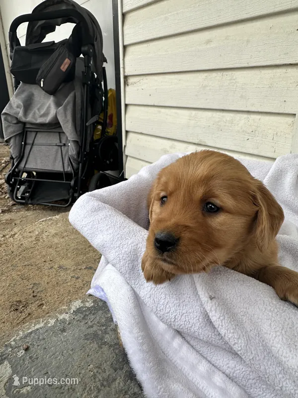 Austen  – Golden Retriever puppy for sale in Marshfield, WI