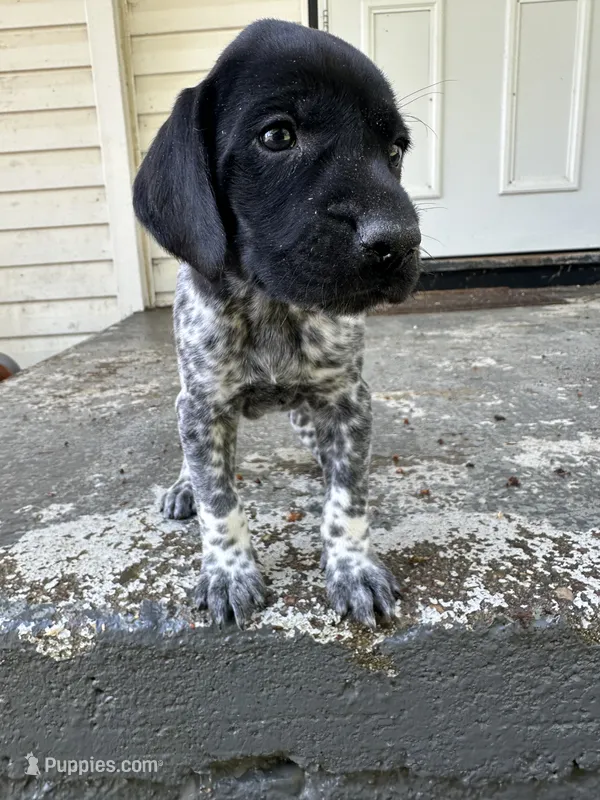 Remy  – German Shorthaired Pointer puppy for sale in Marshfield, WI