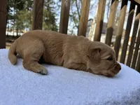 Skye , a female Golden Retriever for sale in Marshfield, WI – Photo 5 of 5