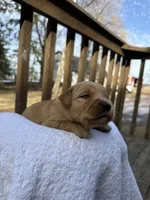 Skye , a female Golden Retriever for sale in Marshfield, WI – Photo 2 of 5
