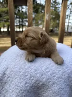 Skye , a female Golden Retriever for sale in Marshfield, WI – Photo 3 of 5