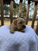 Skye , a female Golden Retriever for sale in Marshfield, WI – Photo 4 of 5