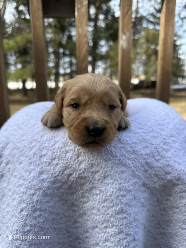 Skye  – Golden Retriever puppy for sale in Marshfield, WI