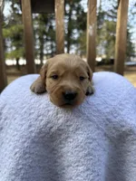 Skye , a female Golden Retriever for sale in Marshfield, WI – Photo 1 of 5