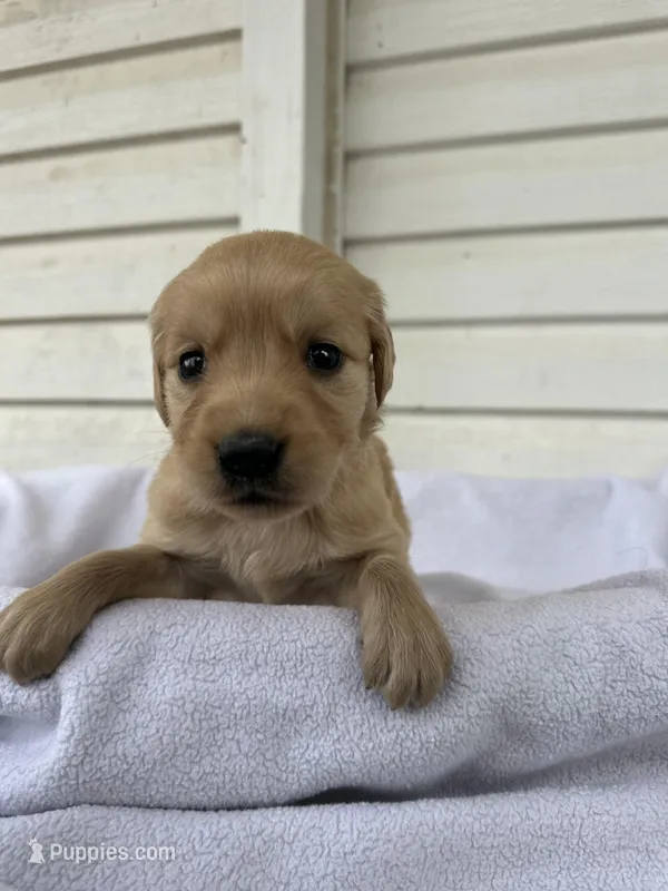 Posie – Golden Retriever puppy on hold in Marshfield, WI