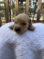 Posie, a female Golden Retriever for sale in Marshfield, WI – Photo 3 of 4