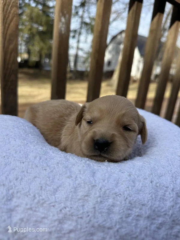 Posie – Golden Retriever puppy for sale in Marshfield, WI