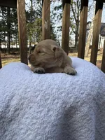 Posie, a female Golden Retriever for sale in Marshfield, WI – Photo 4 of 4