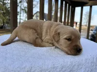 Watson , a male Golden Retriever for sale in Marshfield, WI – Photo 2 of 4