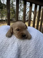 Watson , a male Golden Retriever for sale in Marshfield, WI – Photo 4 of 4