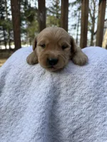 Watson , a male Golden Retriever for sale in Marshfield, WI – Photo 1 of 4