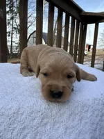 Watson , a male Golden Retriever for sale in Marshfield, WI – Photo 3 of 4