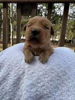 Ember , a female Golden Retriever for sale in Marshfield, WI – Photo 5 of 5