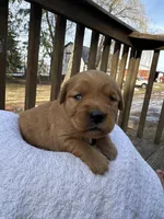 Ember , a female Golden Retriever for sale in Marshfield, WI – Photo 4 of 5