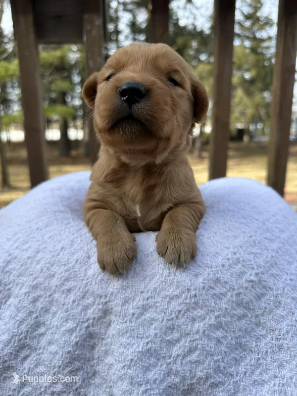Ember  – Golden Retriever puppy on hold in Marshfield, WI