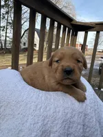 Ember , a female Golden Retriever for sale in Marshfield, WI – Photo 2 of 5
