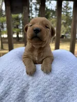 Ember , a female Golden Retriever for sale in Marshfield, WI – Photo 3 of 5