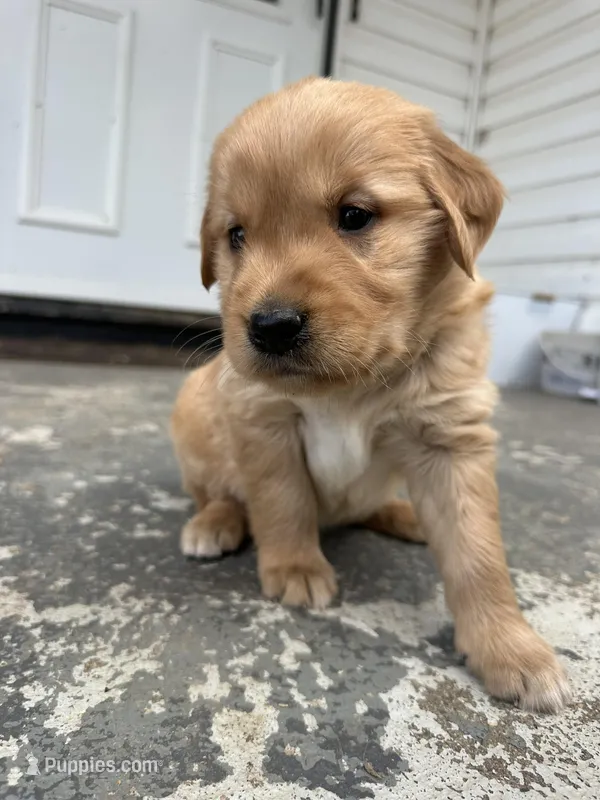 Dexter – Golden Retriever puppy for sale in Marshfield, WI