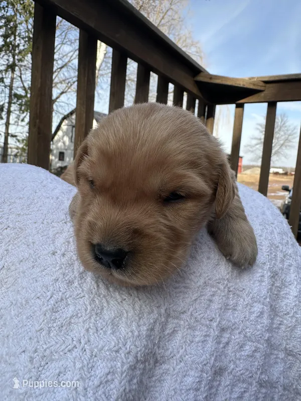 Dexter – Golden Retriever puppy for sale in Marshfield, WI