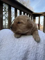 Dexter, a male Golden Retriever for sale in Marshfield, WI – Photo 2 of 4