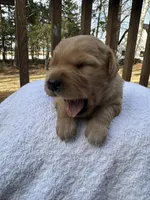 Dexter, a male Golden Retriever for sale in Marshfield, WI – Photo 4 of 4