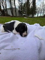 Cove , a female German Shorthaired Pointer for sale in Marshfield, WI – Photo 4 of 4