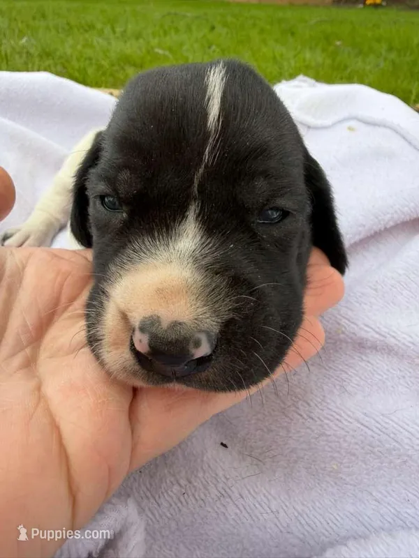 Cove , a female German Shorthaired Pointer for sale in Marshfield, WI – Photo 1 of 4