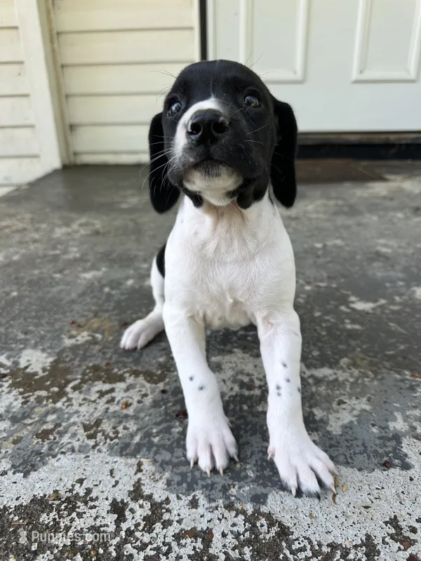 Cove  – German Shorthaired Pointer puppy for sale in Marshfield, WI
