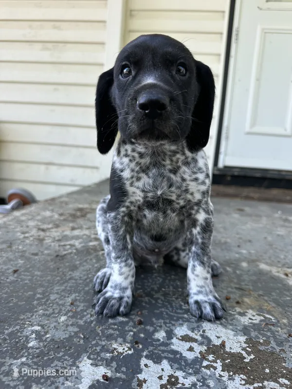 Atlas  – German Shorthaired Pointer puppy for sale in Marshfield, WI