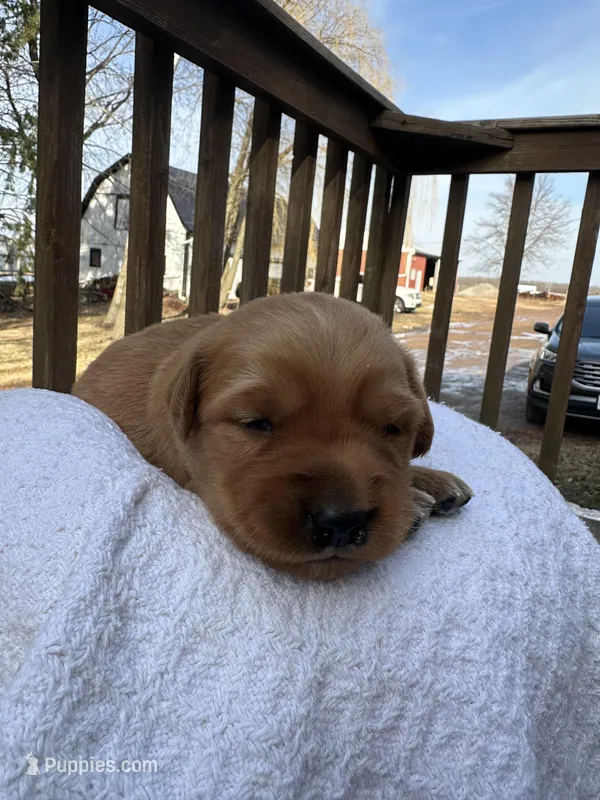 Pippa – Golden Retriever puppy for sale in Marshfield, WI
