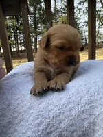 Pippa, a female Golden Retriever for sale in Marshfield, WI – Photo 4 of 5