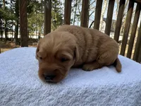 Pippa, a female Golden Retriever for sale in Marshfield, WI – Photo 5 of 5