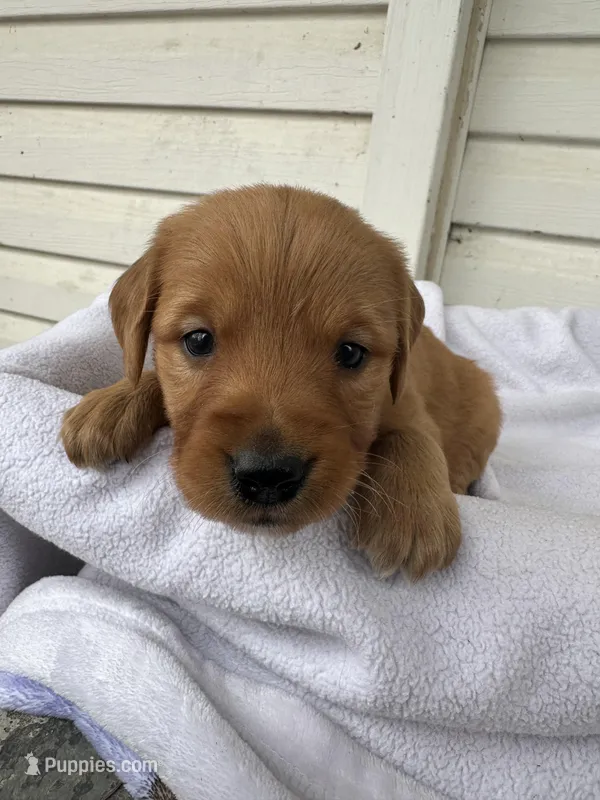 Pippa – Golden Retriever puppy for sale in Marshfield, WI