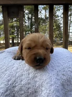 Pippa, a female Golden Retriever for sale in Marshfield, WI – Photo 3 of 5