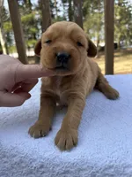 Pippa, a female Golden Retriever for sale in Marshfield, WI – Photo 2 of 5