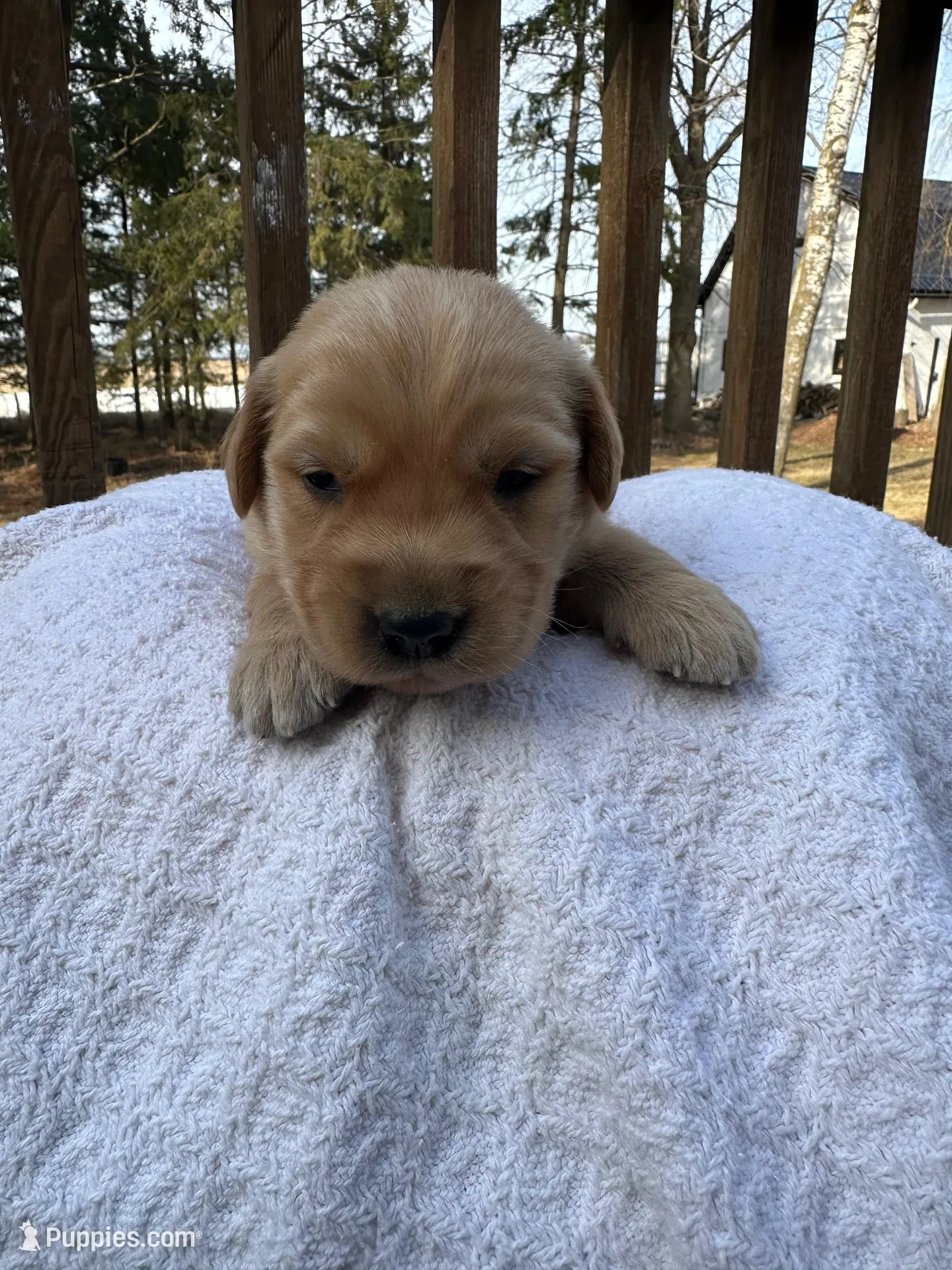 Sherlock  – Golden Retriever puppy for sale in Marshfield, WI