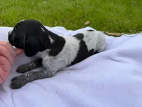 Indie , a female German Shorthaired Pointer for sale in Marshfield, WI – Photo 2 of 4