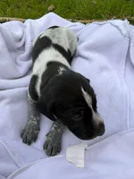 Indie , a female German Shorthaired Pointer for sale in Marshfield, WI – Photo 4 of 4