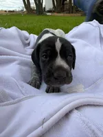 Indie , a female German Shorthaired Pointer for sale in Marshfield, WI – Photo 1 of 4