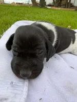 Remy , a male German Shorthaired Pointer for sale in Marshfield, WI – Photo 3 of 5
