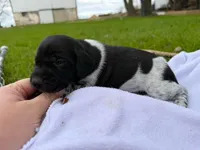 Remy , a male German Shorthaired Pointer for sale in Marshfield, WI – Photo 4 of 5